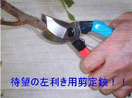 p܂B