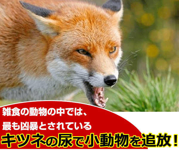 フォックス（キツネ）尿（FOXPEE）で害獣対策 | 撃退百貨店