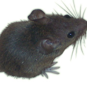 ネズミ豆知識 ネズミを知り 効果的な対策をしましょう ネズミ退治の方法などをご紹介