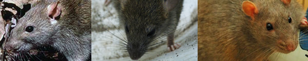 ネズミ豆知識 ネズミを知り 効果的な対策をしましょう ネズミ退治の方法などをご紹介